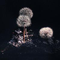 CHARBON DE BOIS ET PISSENLIT